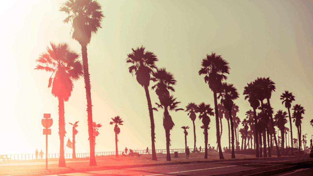 Legal research codes image of tall palm trees along roadway in california at dawn